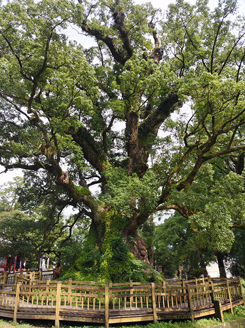 楠の木の写真